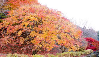 小原親近公園 - 楓葉名所