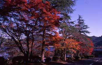 藺牟田池縣立自然公園
 - 楓葉名所