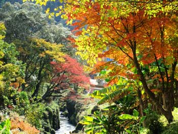 新川溪谷遊步道
 - 楓葉名所