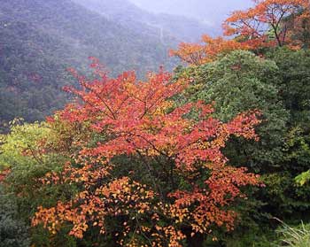 屋久杉樂園周圍
 - 楓葉名所