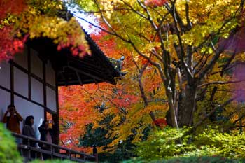 常照寺
 - 楓葉名所