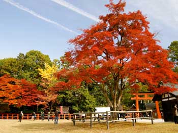 賀茂別雷神社
 - 楓葉名所