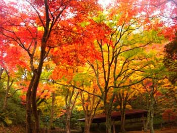 府立笠置山自然公園
 - 楓葉名所