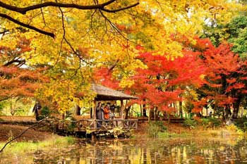 京都府立植物園
 - 楓葉名所