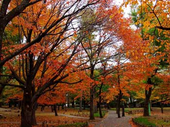 圓山公園
 - 楓葉名所