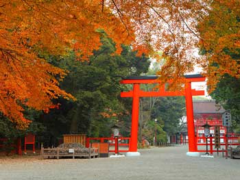 下鴨神社
 - 楓葉名所