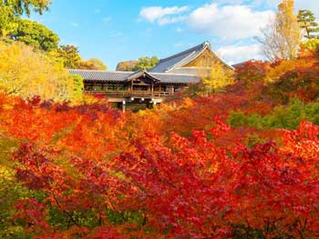 東福寺
 - 楓葉名所