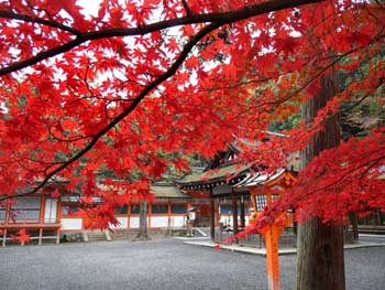 吉田神社
 - 楓葉名所