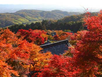 善峯寺
 - 楓葉名所