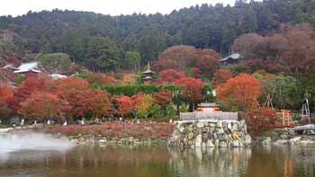 勝尾寺
 - 楓葉名所