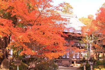 施福寺
 - 楓葉名所