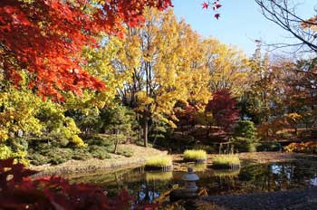 府中森林公園
 - 楓葉名所