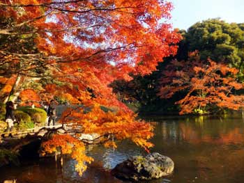 小石川後樂園
 - 楓葉名所