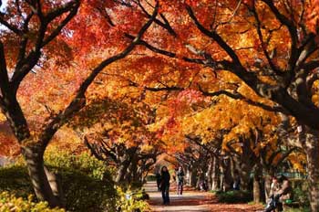 小石川植物園
 - 楓葉名所