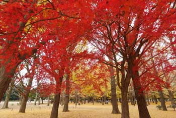 都立水元公園
 - 楓葉名所