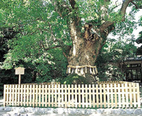 樹齢千年的大楠-熱田神宮