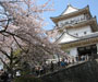 小田原城址公園