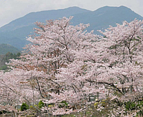 盛開的櫻花-惠那峽