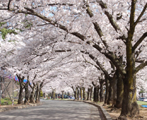 櫻花紛飛-城山公園