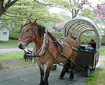 乘坐馬車周遊農場