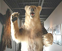 登別熊牧場 - 棕熊博物館