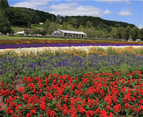 富田農場