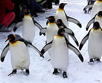 登別尼克斯海洋公園 - 企鵝遊行