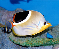 登別尼克斯海洋公園 - 熱帶魚