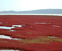 能取湖 - 深紅色珊瑚草佈滿廣大湖面景色