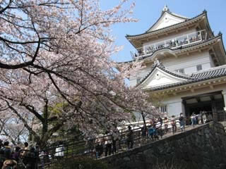 櫻花景色-小田原城址公園