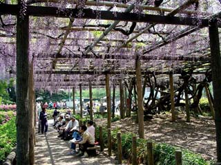 御感之藤-小田原城址公園