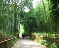 野宮神社 - 聞名竹林「野宮竹」