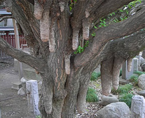 秩父神社