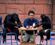 黑猩猩的動物學習發表會-伊豆仙人掌公園