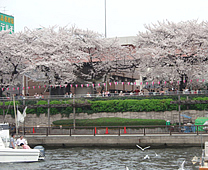 隅田川遊船 - 沿河櫻花美景