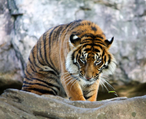 上野恩賜公園 - 上野動物園