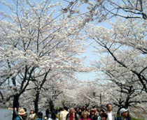 上野恩賜公園 - 櫻花美景