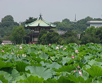 上野恩賜公園 - 不忍池